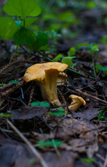 chanterelle mushrooms with yellow leaves in thicket of woods