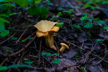 chanterelle mushrooms with yellow leaves in thicket of woods