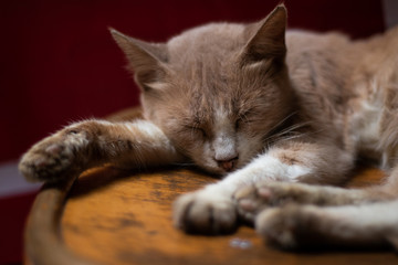 orange tabby cat lying on brown surface