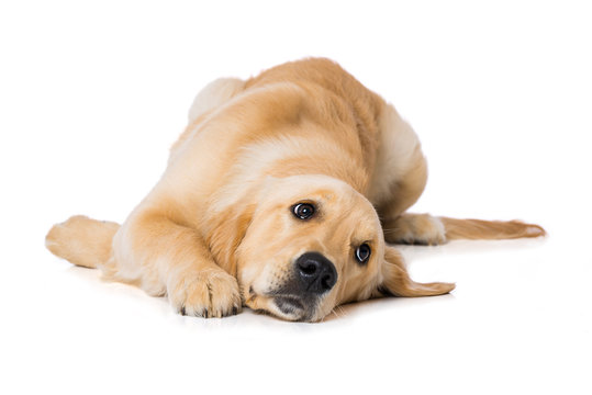 Six months old golden retriever dog isolated on white background