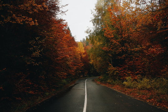 maple trees by the road