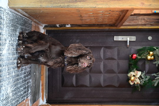 black dog sitting on area rug