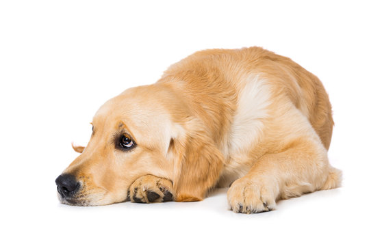 Six months old golden retriever dog isolated on white background