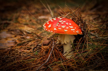 muchomor © byMishka