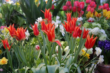 Colorful bright tulips blossom in early spring
