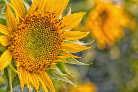 selective focus photo of sunflower
