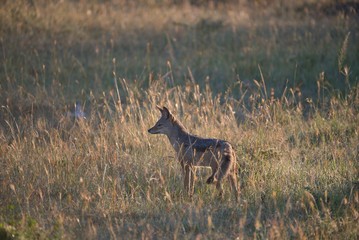 Jackal Scavenging for Food in Maasai Mara
