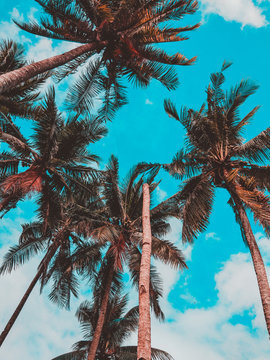 coconut trees