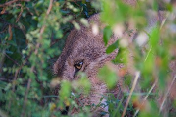 Lioness Feeding in Grass