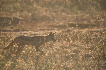 Jackal in Sunrise