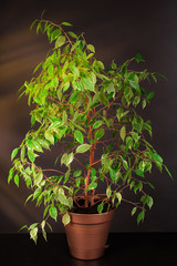 Ficus in a flower pot on a dark background. Ficus Benjamin, Studio photo