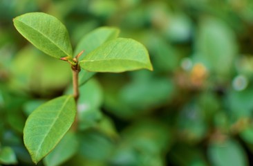 green leaves of tree