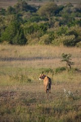 Fototapeta na wymiar Lioness in Maasai Mara