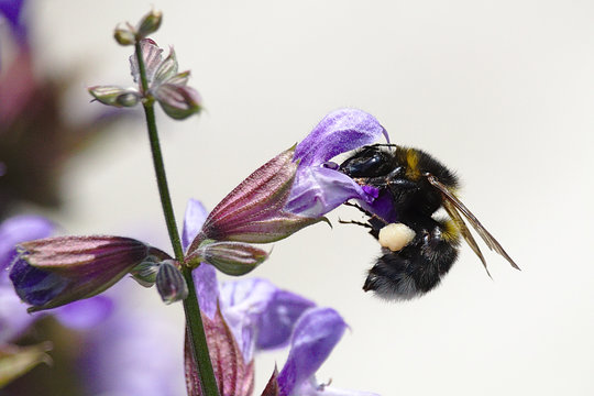 black and yellow wasp on purple flower