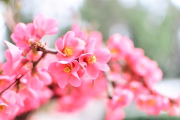 Naklejka na ściany i meble pink flowers of tree