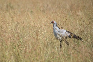 Secretary Bird in Kenya