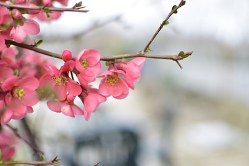 flowers of tree in spring