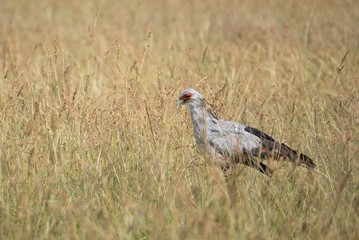 Secretary Bird in Kenya