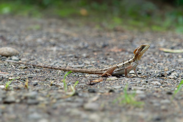 Brown Basilisk - Basiliscus vittatus, referred to as the striped basilisk or common basilisk, basilisk lizard in the family Corytophanidae