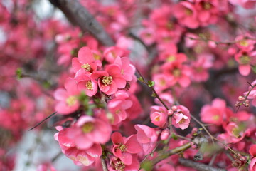 pink flowers tree