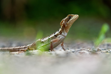 Brown Basilisk - Basiliscus vittatus, referred to as the striped basilisk or common basilisk, basilisk lizard in the family Corytophanidae