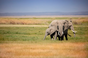 A group of elephants gathered tightly together in the grassland of Africa