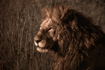 A male lion resting in the grass at sunset
