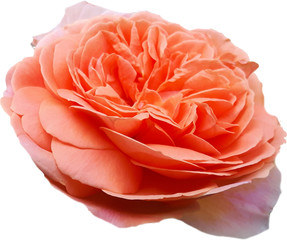Róża chippendale