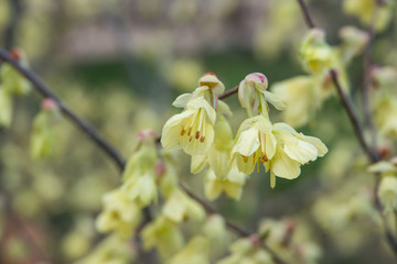 Buttercup Witch Hazel Flowers in Bloom in Winter