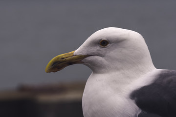 Close-up of a seagull on a cloudy morning in San Francisco