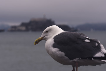 Close-up of a seagull with Alcatraz Island in the background on a cloudy morning in San Francisco