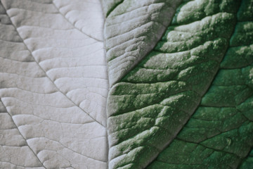 The texture of a green white leaf with veins is similar to the skin of reptiles. Contrast light.