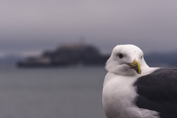 Close-up of a seagull with Alcatraz Island in the background on a cloudy morning in San Francisco