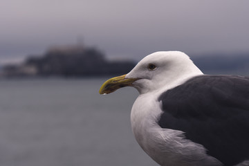 Close-up of a seagull with Alcatraz Island in the background on a cloudy morning in San Francisco