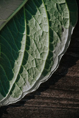 Fototapeta premium The texture of a green white leaf with veins is similar to the skin of reptiles on a wooden gray background. Contrast light.