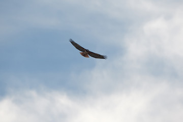 Red-tailed hawk flying against light clouds in California