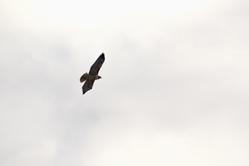 Red-tailed hawk flying against light clouds in California