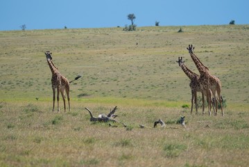 Naklejka na ściany i meble Giraffe Portrait in Maasai Mara