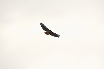 Red-tailed hawk flying against light clouds in California