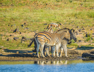 Naklejka premium Group of thirsty Zebra drinking from a dam during safari in African bushveld