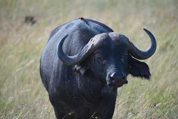 Fototapeta premium Cape Buffalo in Maasai Mara