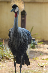 Grey crowned crane (Balearica regulorum) - Beautiful but endange
