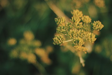flowers in the garden