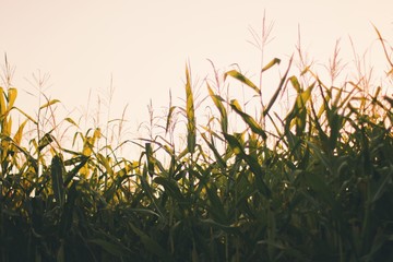 corn flowers and leaves