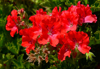 Obraz premium Red geranium flowers in summer garden, Blooming Ivy-leaf pelargoniums.Geranium Peltatum.Selective focus.