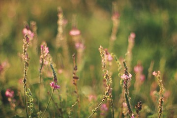 field of wild flowers