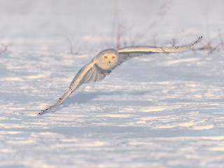 Male Snowy Owl in Flight over Snow Field in Winter