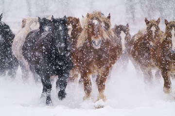 吹雪の日の馬