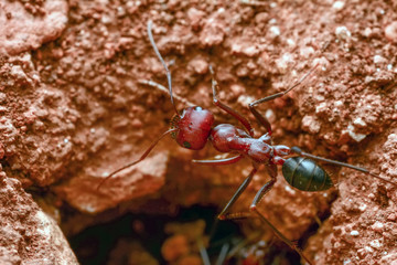 Beautiful Strong jaws of red ant close-up