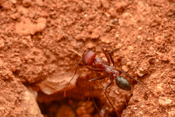 Beautiful Strong jaws of red ant close-up